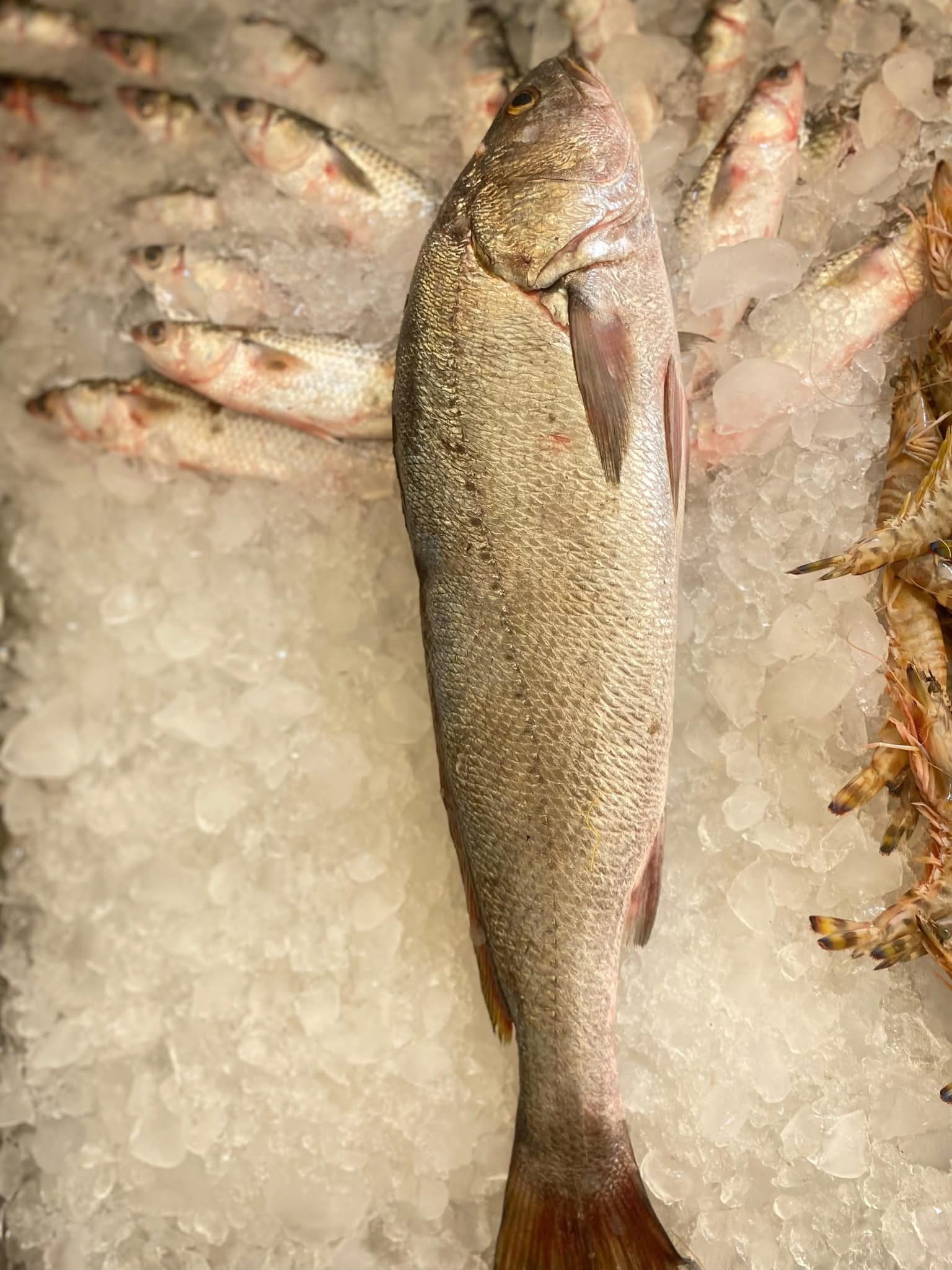 Fresh shrimp harvest at Ghalyoun